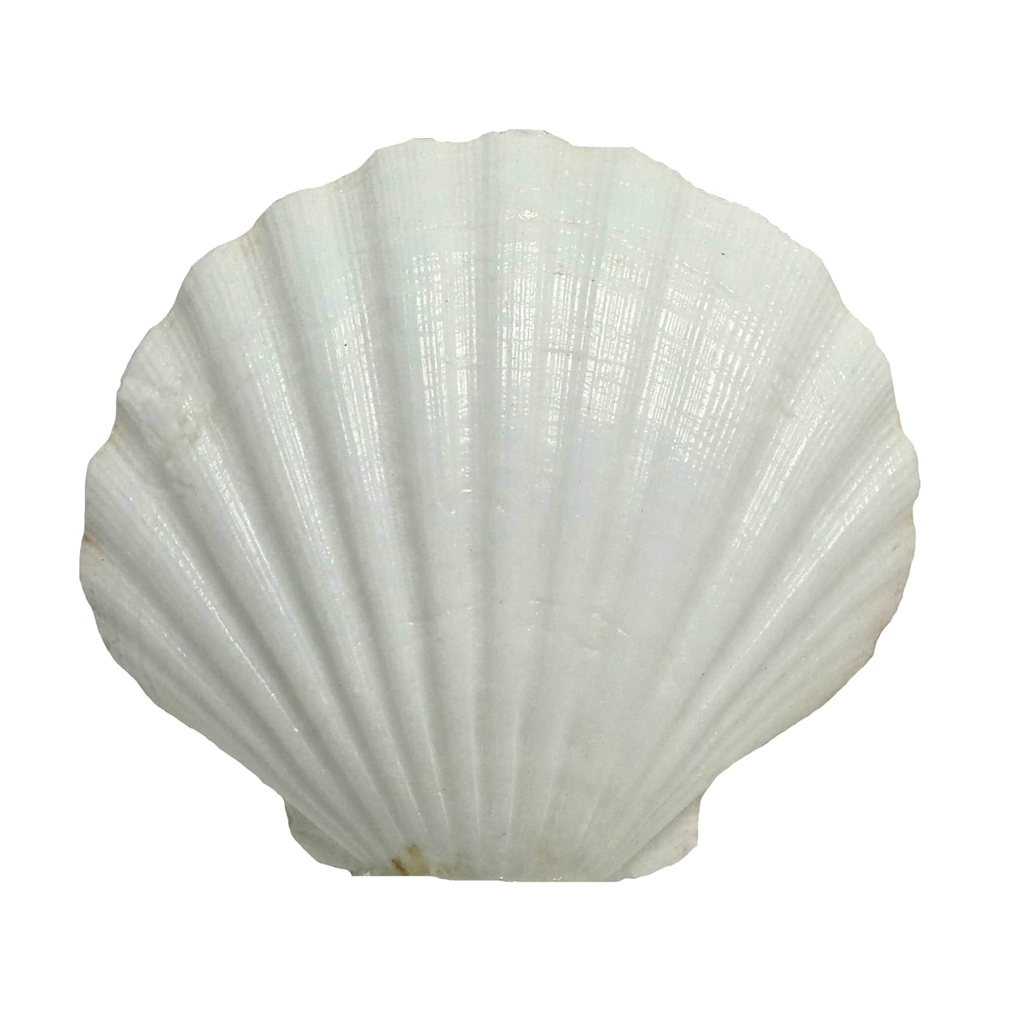 U.S. Shell Irish Deep Shell
